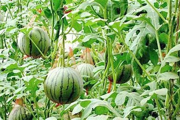 合理施西瓜水溶肥是提高西瓜产量与品质的关键