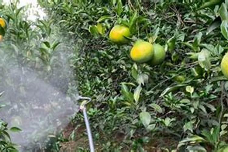 温室茄子栽培定植后应该如何管理？