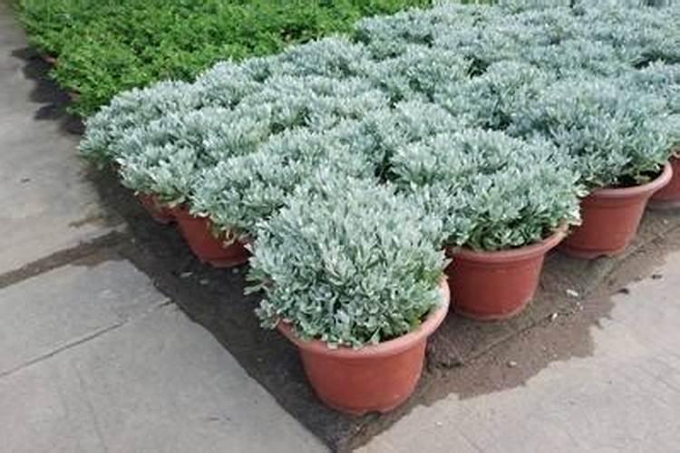 芙蓉菊有几个品种(芙蓉菊的养殖方法讲解)