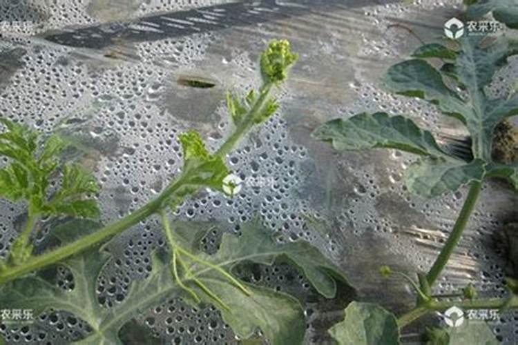 西瓜缺硼的主要症状