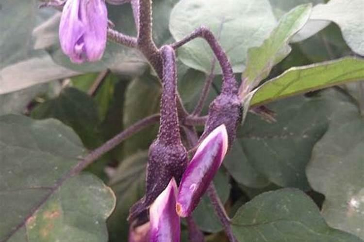 深秋适合养什么花和植物