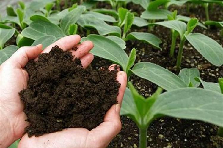 深秋适合养什么花和植物