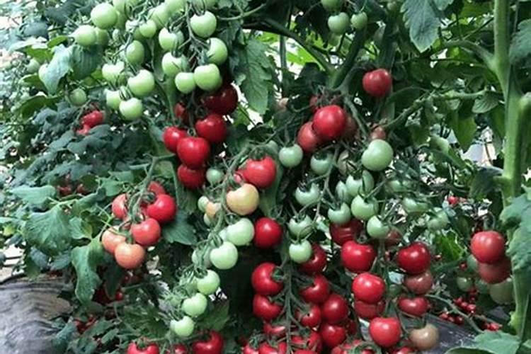 酒糟可不可以直接用来当作肥料呀？