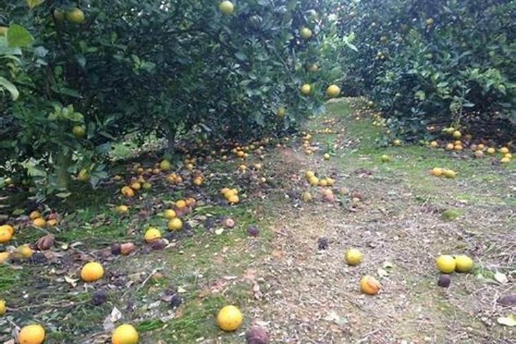 镁在葡萄树上的作用(镁肥在葡萄上什么时候用)