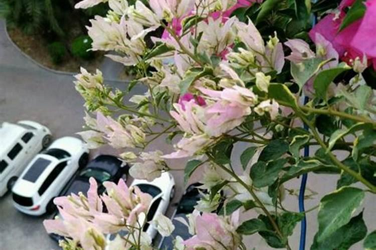 三角梅底肥放什么肥好