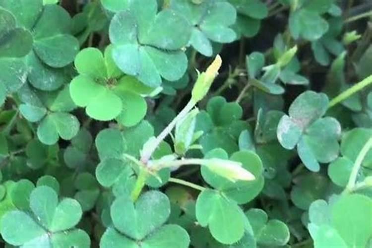 酢浆草不开花什么原因