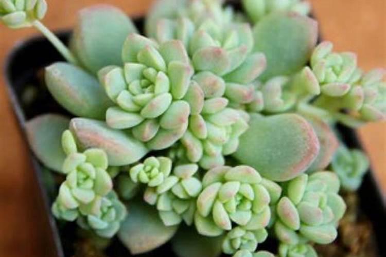 多肉植物能喷磷钾肥吗