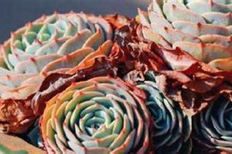 磷酸二氢钾养多肉使用方法