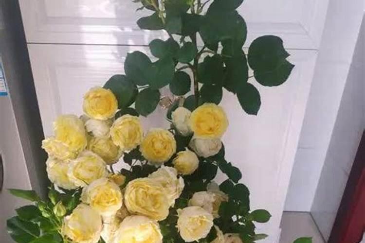 藤本月季不开花怎么办,补充光照追施磷钾肥