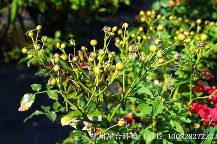 月季花修剪后施什么肥