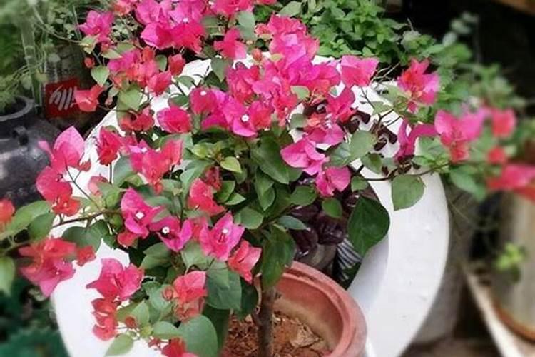 三角梅看到花苞后的施肥方法