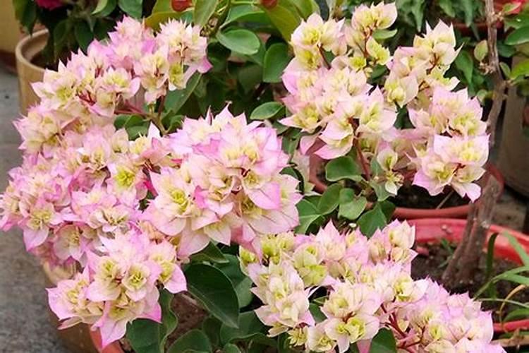 三角梅有花苞能喷磷钾肥吗 三角梅有花苞能喷磷钾肥