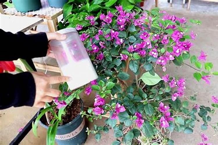 三角梅冬天长出花芽怎么办、三角梅秋天有花苞了还施肥吗