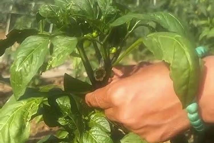 青椒在生长过程当中,不同时期如何为青椒追肥呢？