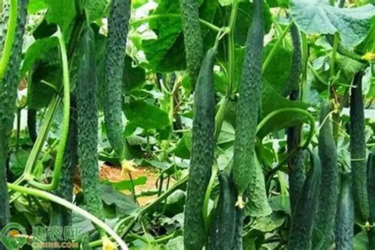 竹子用什么肥料最好