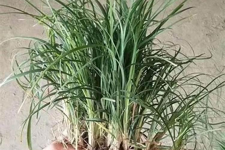 天麻需要哪些肥料栽培