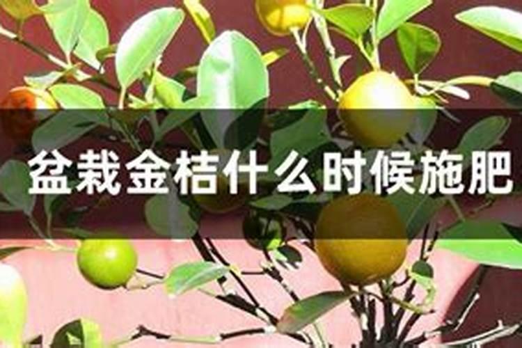 金桔结果时要施肥吗