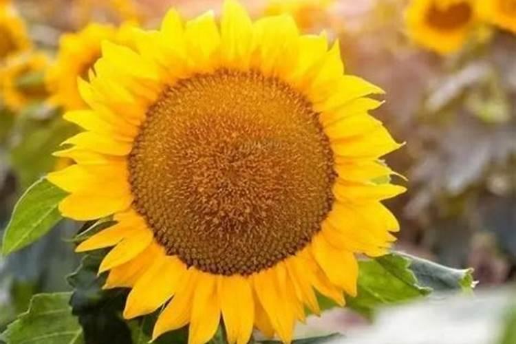 腐植酸肥料使用大忌