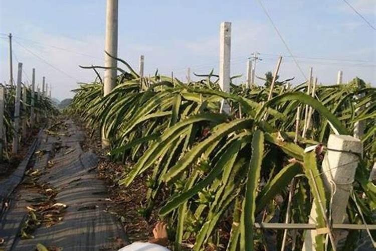 种菜用什么肥料比较好、菜子用什么肥料好