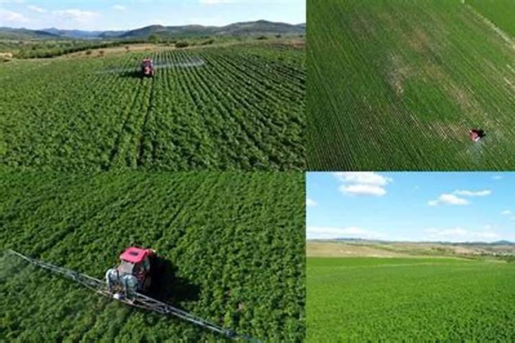 土豆施肥用什么肥料