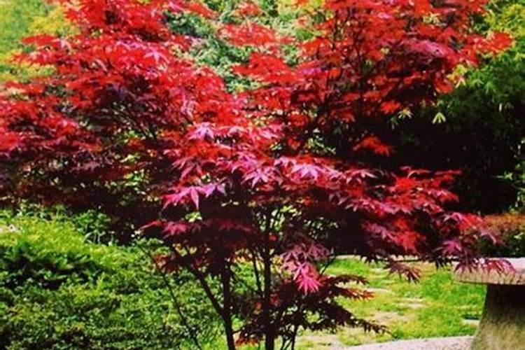 蟹爪兰有花苞施什么肥好