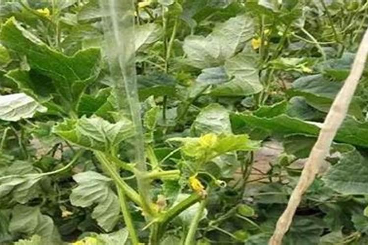 山东什么时候种荷花