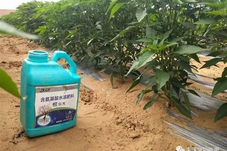 鱼蛋白水溶肥会烧苗吗