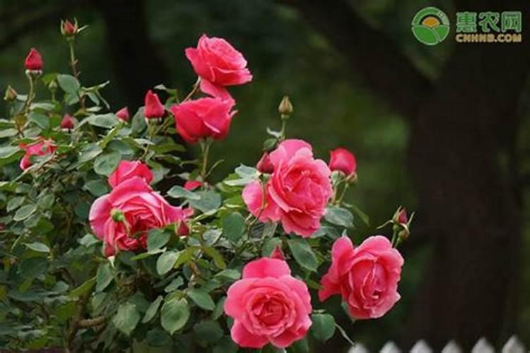 月季施肥过多症状是什么