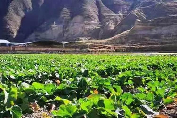 西藏青稞酒和青海青稞酒有什么分别啊？为什么网上老是有人一会说西藏青稞...