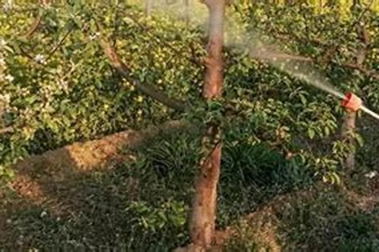 尿素叶面施肥浓度多少合适(掌握尿素施叶面肥配比浓度)