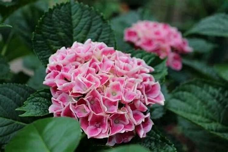 花多多水培肥可以用于切花吗？