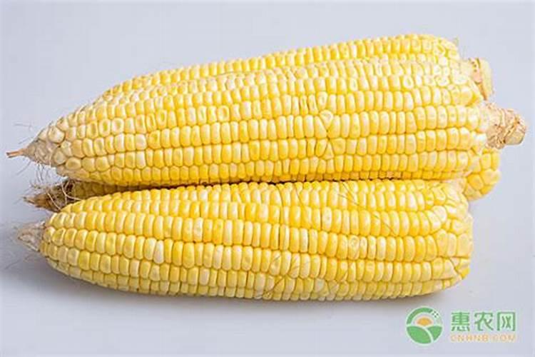 超甜水果玉米甜蜜(612B)栽培超甜水果玉米甜蜜(612B)栽培