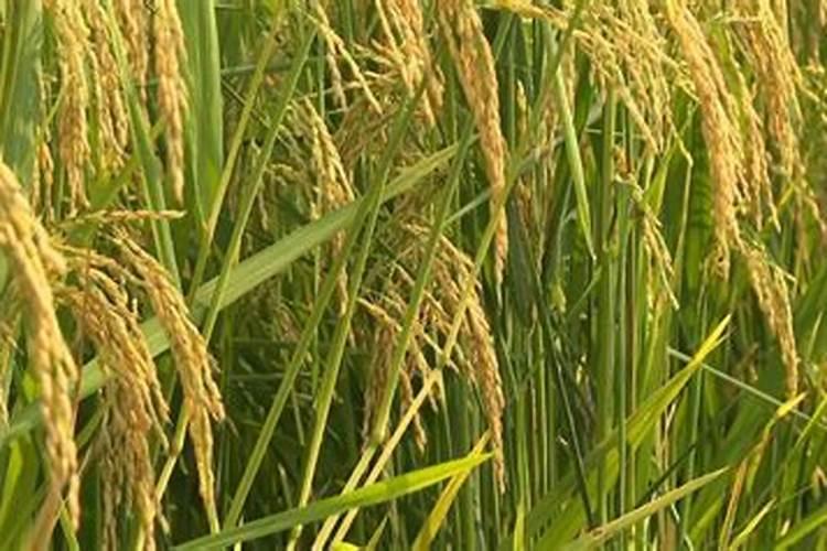 盐碱地种水稻用什么底肥和追肥效果好