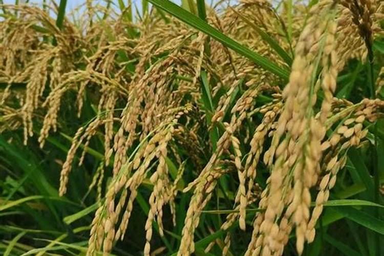 野生映山红叶子发黄怎么办