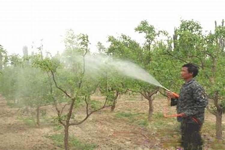 叶面肥什么时候喷洒效果好