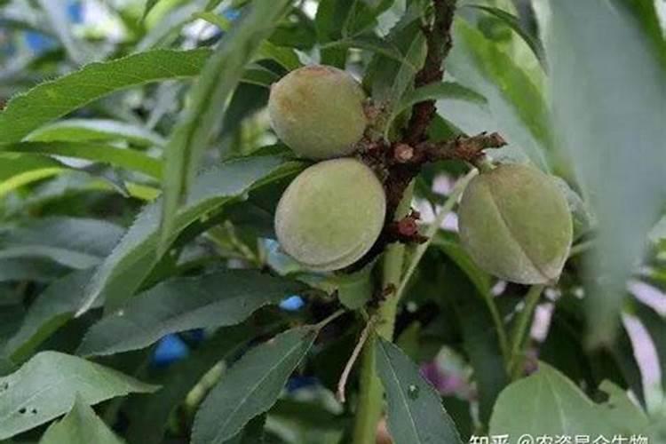 桃树中的氮有哪些作用？