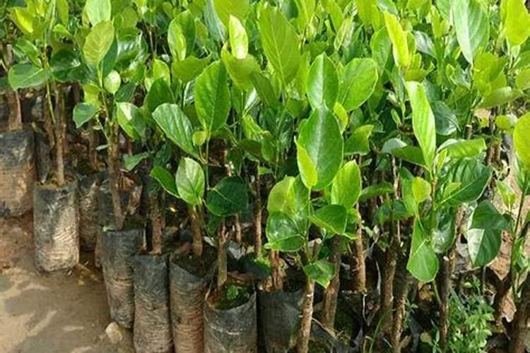 菠萝蜜和树菠萝的区别