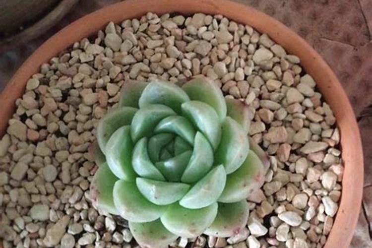 氮肥可以给多肉植物嘛