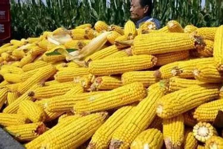 玉米施什么肥最好