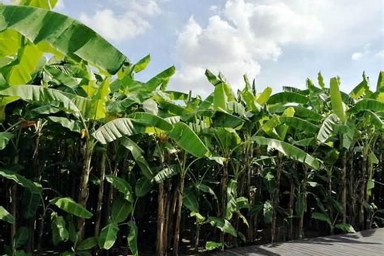 去离子水对皮肤的作用