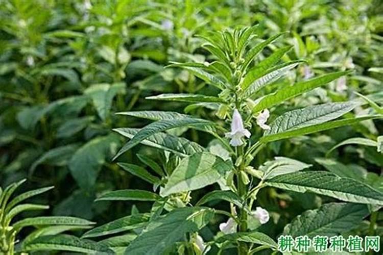 辣椒榕水草泥混合陶粒开缸溶叶需要加肥吗