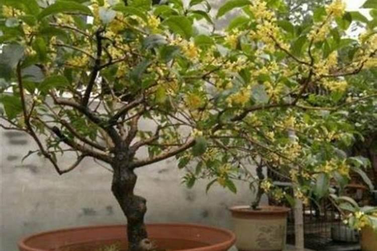 氮钾追肥有效期多长时间,和尿素哪个好