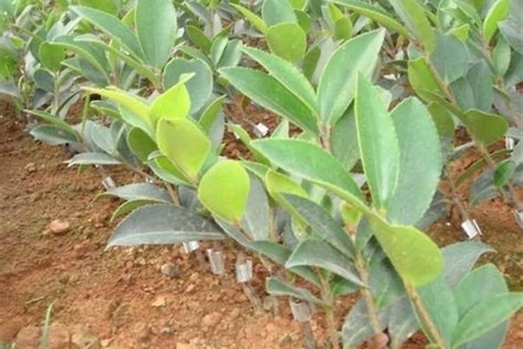 油茶树一年施几次肥料