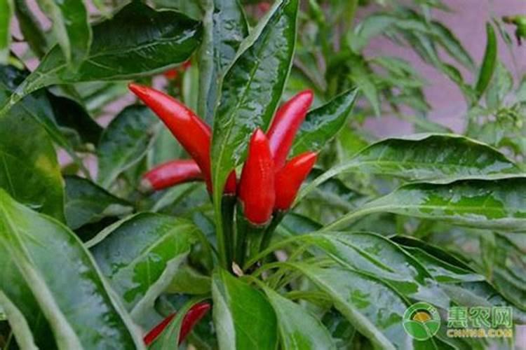 指天椒的栽培技术