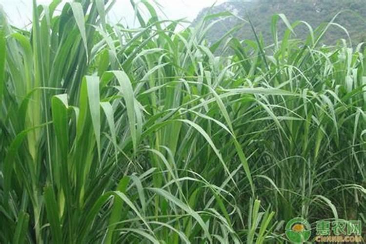 兰草花的养殖方法 养护兰草花的方法