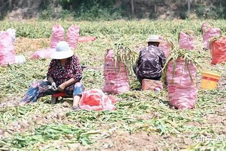 水田在淹水期的时候,哪种氮肥是不适合去施用的