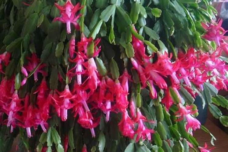 硝酸铵钙可不可以和冲施肥料一起用？