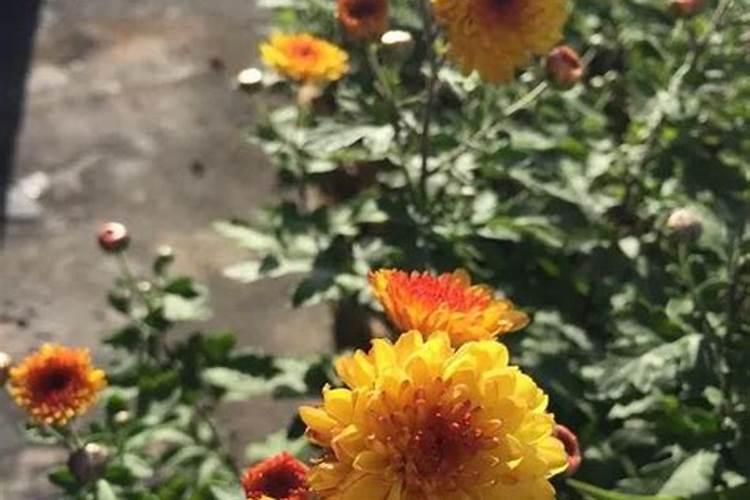 果树、花卉缺硼有何症状？怎样防治？