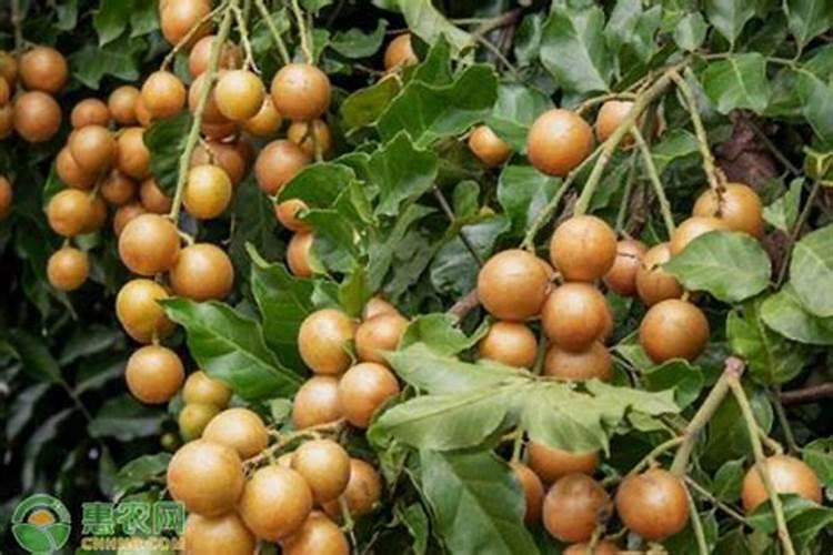 控释肥与掺混肥的区别