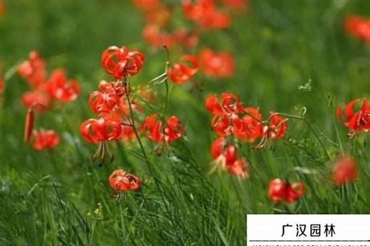 腐殖酸类肥料的功效是什么？主要原料是什么？